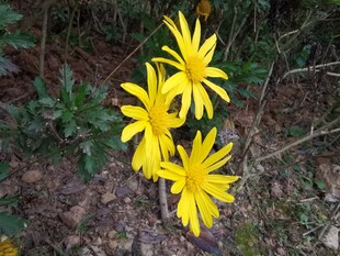 三朵绽放的黄色野花