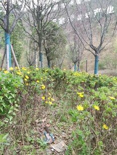 春日路边绽放的黄色小花