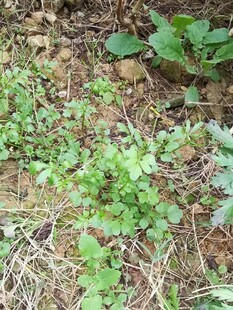 地面生长的嫩绿植物