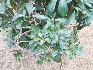 绿叶繁茂的植物特写