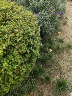 绿意盎然的花园植物景观