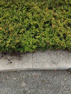 路边翠绿植物与水泥边缘