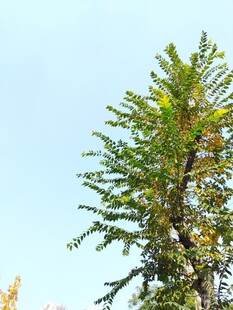 蓝天映衬下的葱郁树木