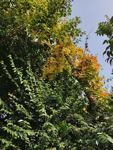 绿叶间的金黄花枝