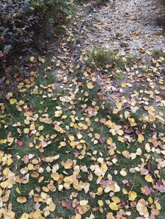 秋日落叶铺就斑斓地面