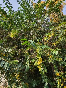 繁茂绿植中的黄色花朵