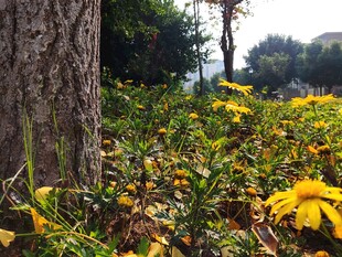 树下绽放的金黄野花