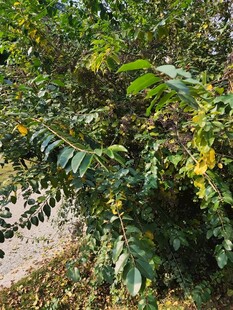 绿叶黄花的繁茂植物