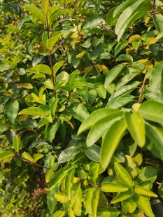 翠绿繁茂的树叶景观