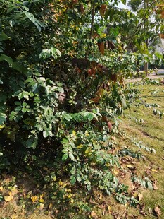 绿叶繁茂的户外植物景象