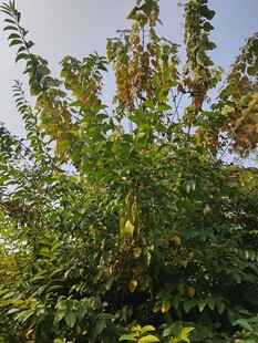 繁茂绿植枝叶间的自然景致