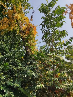 秋日多彩树林景致