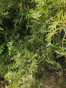 茂密绿植展现自然生机