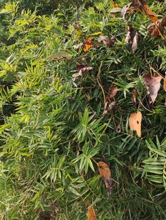 绿叶间的斑驳景象