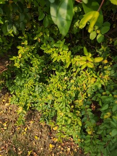 翠绿繁茂的地面植物景观