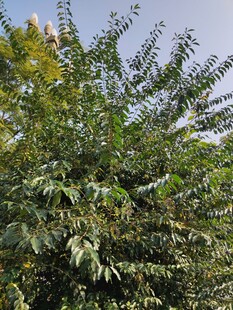 繁茂绿植展现自然生机