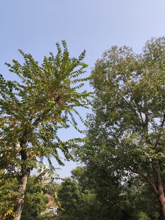 蓝天绿树自然美景