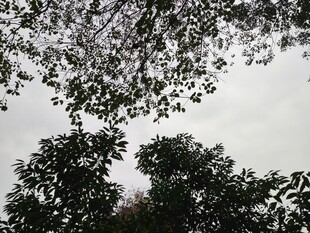 仰视繁茂树木枝叶