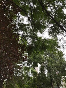 仰视葱郁繁茂的树冠