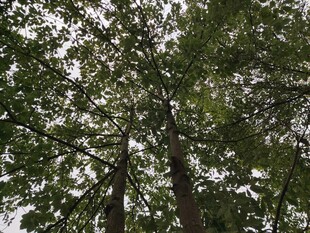 仰视茂密树林树冠