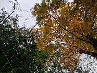 秋日黄叶与绿树相映