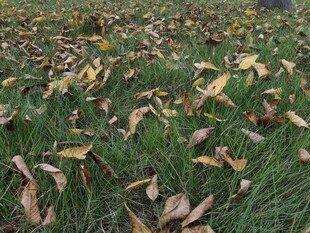 草地上的枯黄落叶