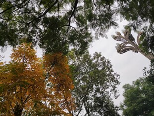 仰视多彩繁茂树林景象