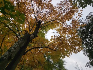 秋日斑斓树冠美景