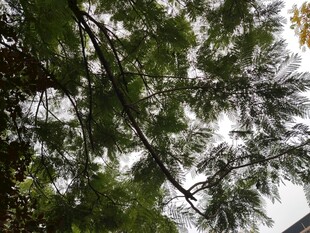 枝叶繁茂的树木景观