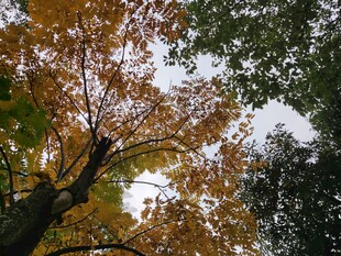 秋日斑斓树叶景观