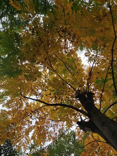 秋日斑斓树冠美景