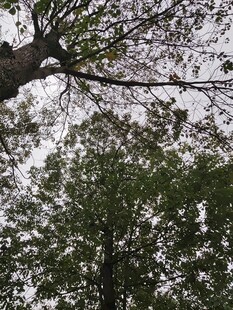 仰视繁茂树木枝叶景观