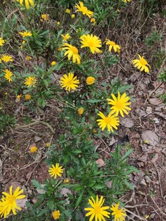 地上绽放的黄色小野花