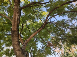 阳光下繁茂的绿树