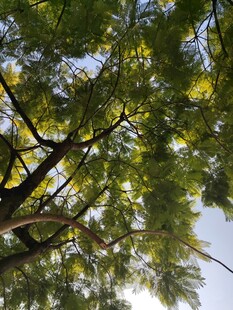 透过枝叶看天空