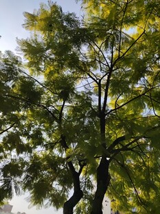 阳光下的葱郁树木