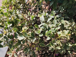 绿叶繁茂的植物景观