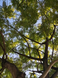 仰视繁茂树枝与绿叶