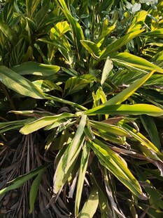 翠绿繁茂的植物叶片