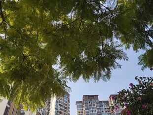 绿树掩映下的城市高楼