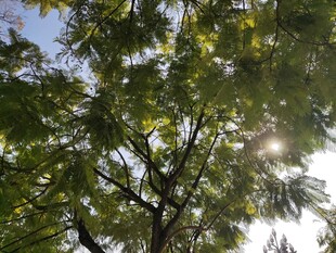 阳光透过树叶的绿意瞬间