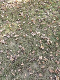 秋日草地落叶景象