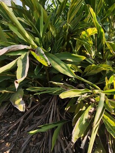 翠绿花叶植物特写