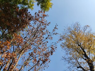 秋日树梢蓝天映衬美景