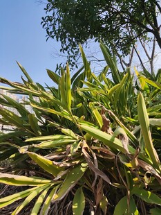 翠绿繁茂的热带植物景观