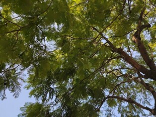 枝叶繁茂的绿树