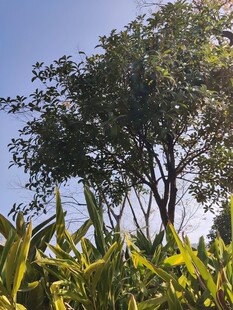 玉米地旁的高大树木