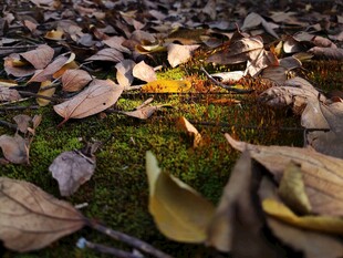 落叶覆盖下的斑驳光影