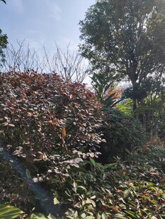 多彩斑斓的繁茂花卉景观