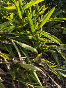 翠绿繁茂的热带植物